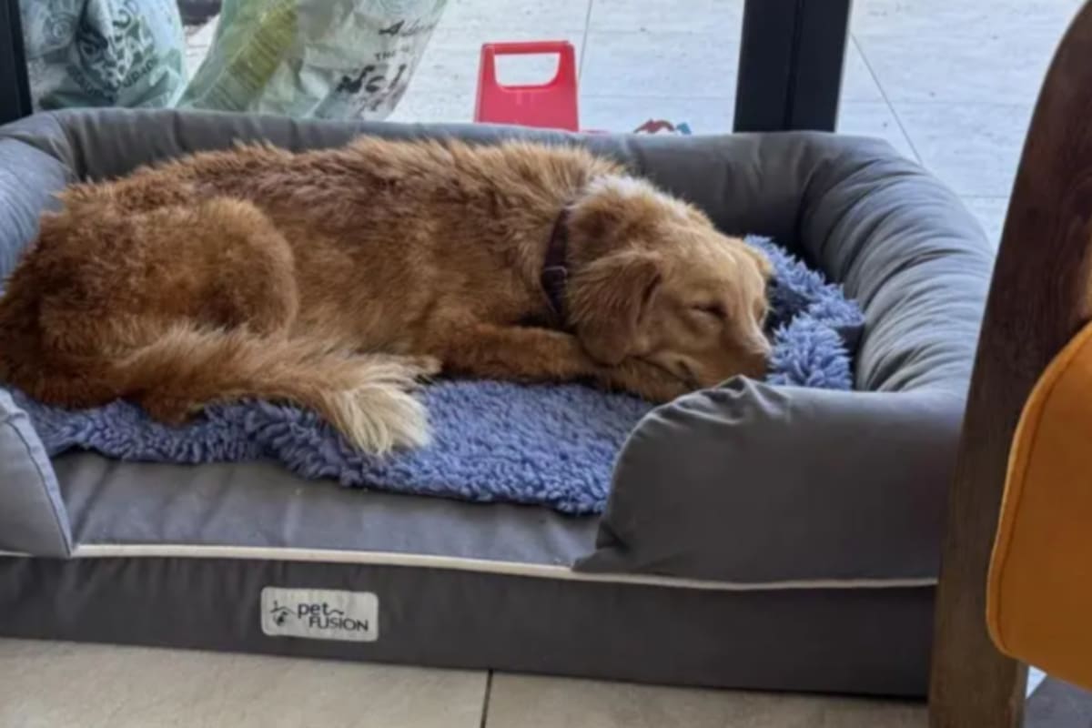 La perra Amber fue rescatada tras un intenso operativo (Foto: The Guardian)