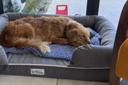 La perra Amber fue rescatada tras un intenso operativo (Foto: The Guardian)