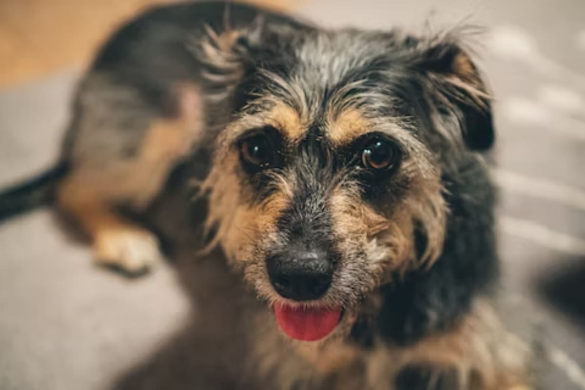 La perra dejó su hogar en búsqueda de sus dueños (Imagen ilustrativa: PEXELS)