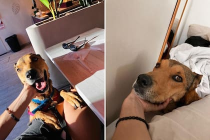 La perra espera una familia que pueda darle un hogar definitivo (Foto: Instagram @patitasalrescate)
