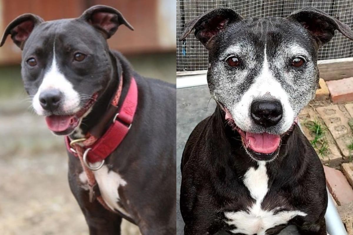 La perra fue abandonada por su dueño en julio de 2012 en un refugio (Foto: Página oficial: Villalobos Rescue Center)