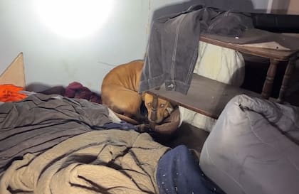 La perra fue hallada en una casa abandonada (Foto: Stray Rescue of St. Louis)