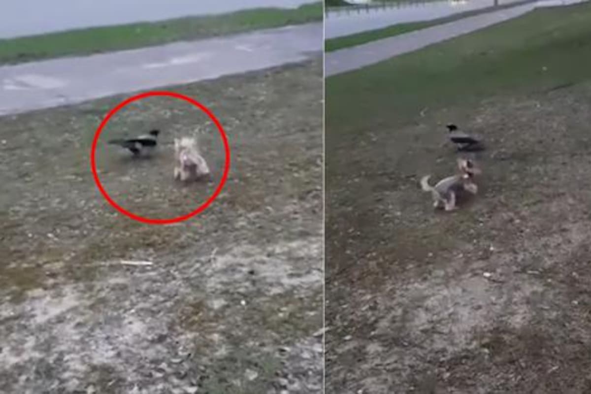 La perra juega con el cuervo en el parque. (Foto: captura video TikTok / @maryia_seslikova)