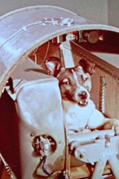 La perra Laika, antes del lanzamiento en el Sputnik II.