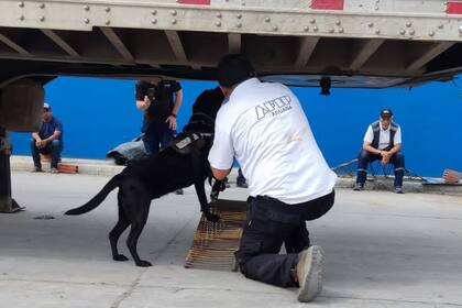 La perra Lali, de la Aduana, reacciona ante la presencia de droga oculta en el cargamento de bananas de Ecuador