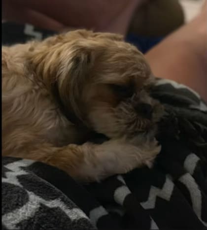 La perra Lexi se escapó por el garaje de su casa y regresó después de seis días con su familia
