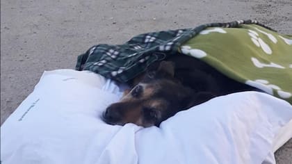 La perra, llamada Greta, fue por última vez a la playa junto a su dueño