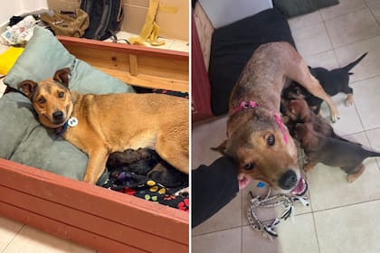 La perra llevaba seis cachorros en su vientre cuando fue encontrada (Foto: Instagram @patitasalrescate)