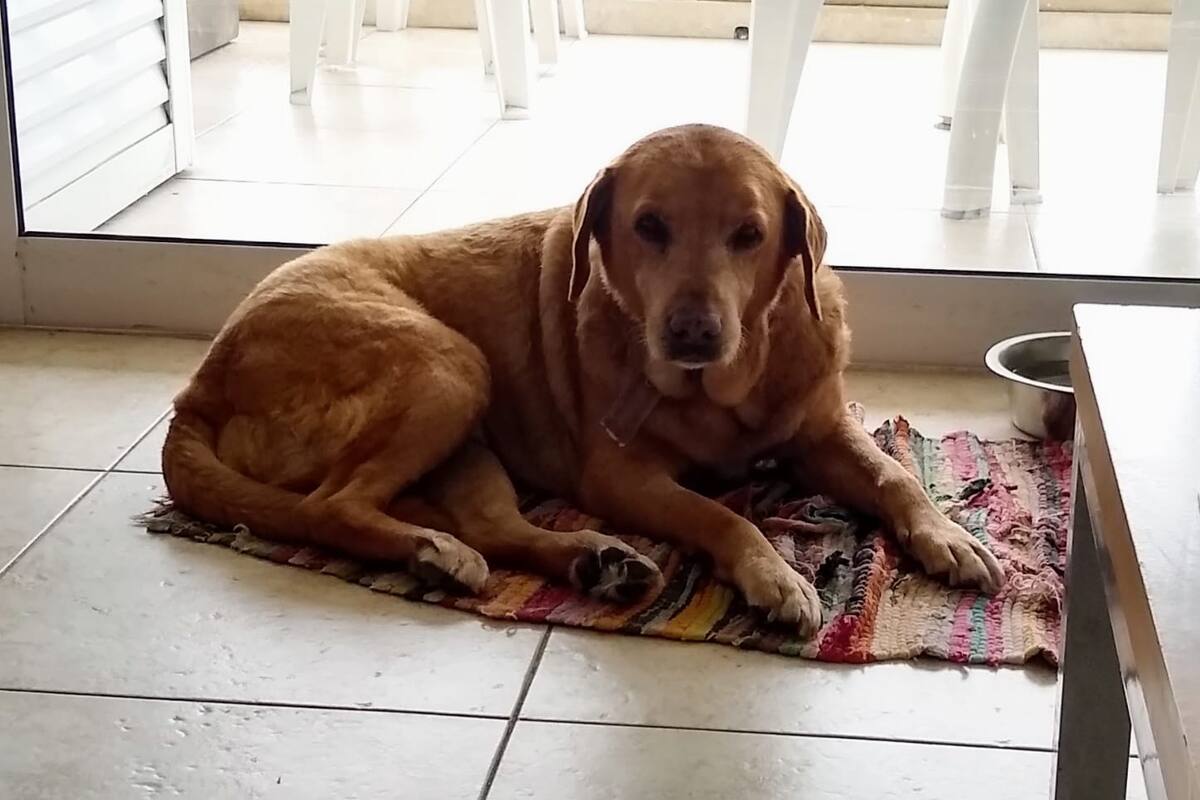 La perra Lola, una "labradora trucha" que acompañó a sus dueños los últimos 14 años y medio; hasta que debió partir
