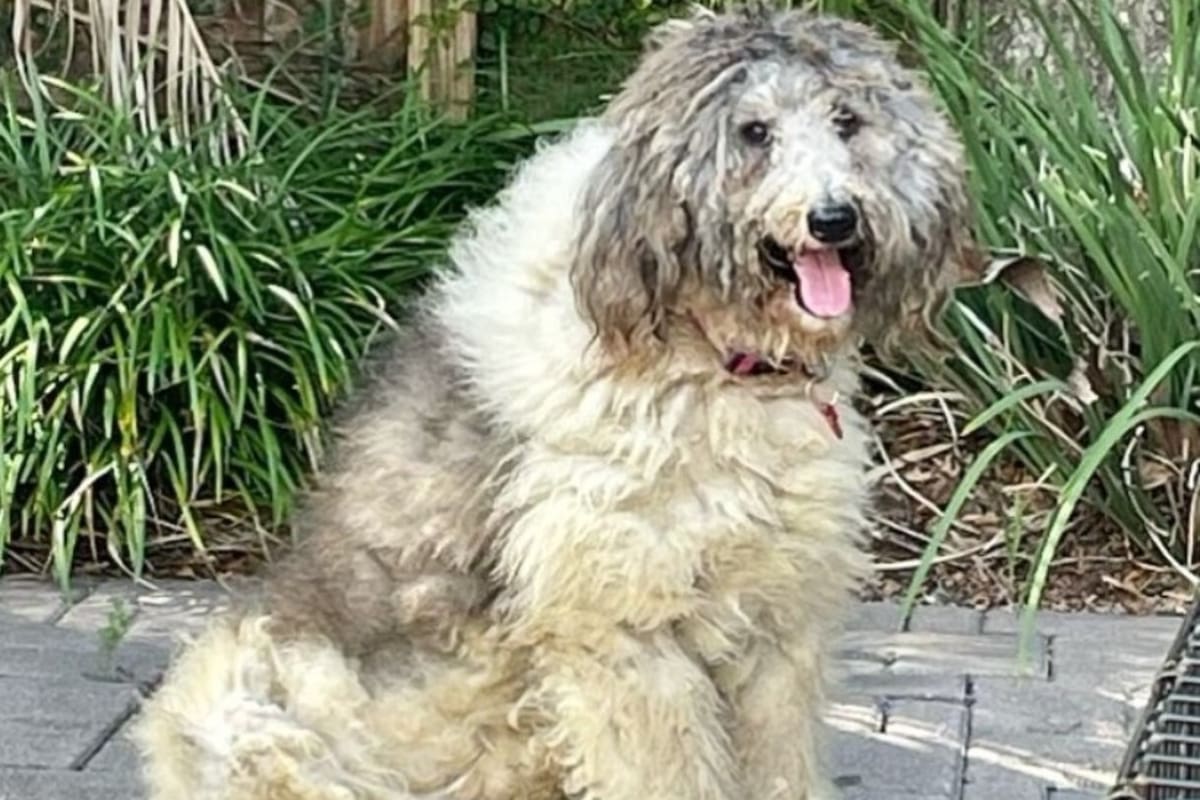 La perra Loretta no podía caminar por los nudos de su pelo