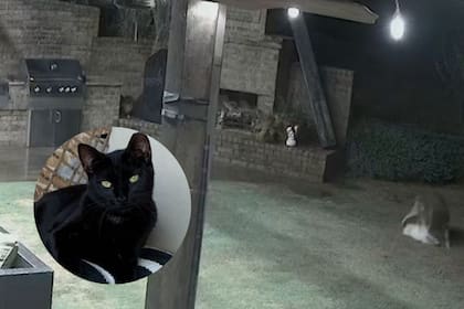 La perra Oakley y la felina Binx llevan varios años juntas y han construido una estrecha relación