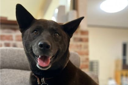 La perra se llama Koume (Foto: Chiba Riding Park)