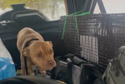 La perra se mostró muy dócil durante todo el proceso (Foto: Stray Rescue of St. Louis)