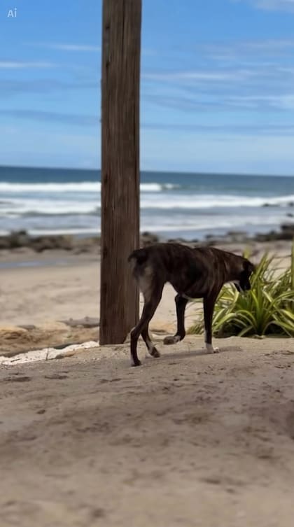 La perra se volteó hacia el mar para tomar agua.