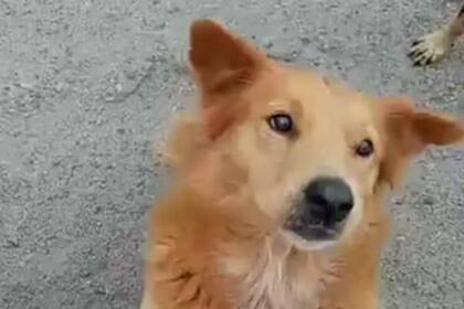 La perra tiene 7 años y vive en un Parque Industrial en la ciudad mexicana de Hermosillo