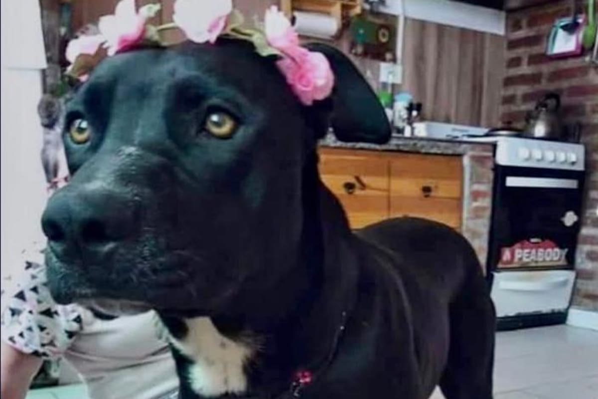 La perra tita que fue asesinada por el Policía Elias Saavedra, quien le disparó con su arma de fuego reglamentaria