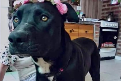 La perra tita que fue asesinada por el Policía Elias Saavedra, quien le disparó con su arma de fuego reglamentaria