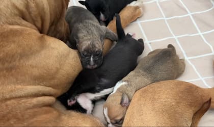 La perra y sus cachorros lograron tener un final feliz (Foto: Stray Rescue of St. Louis)