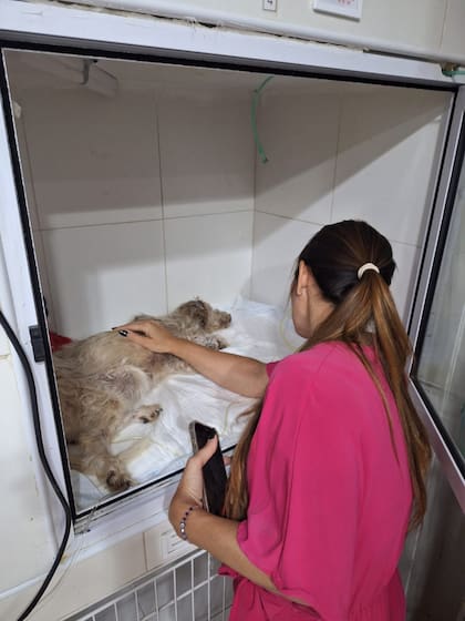 La perrita ingresó a la internación de la veterinaria Mimados el 27 de diciembre.