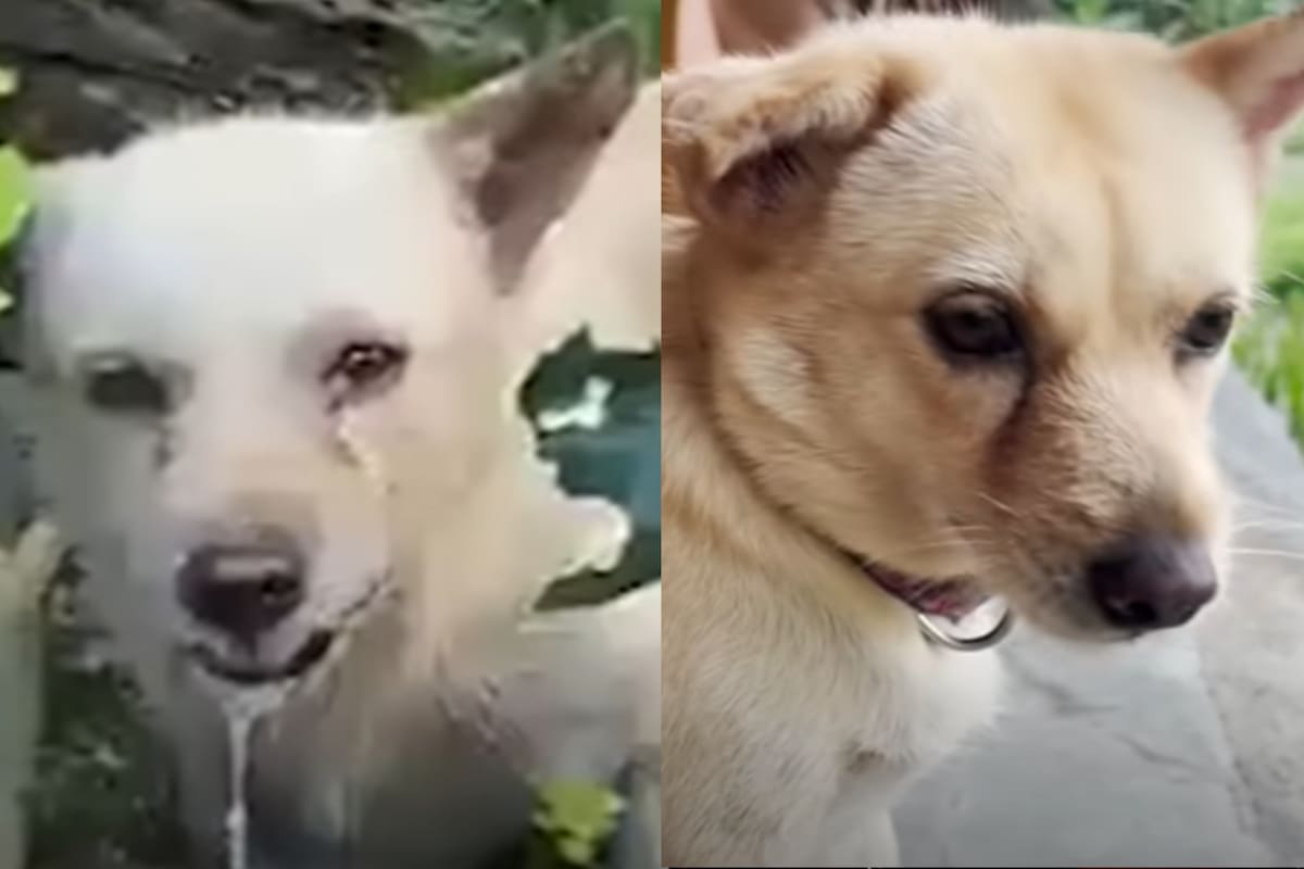 La perrita llamada Flash logró tener otra chance para su vida (Captura: The Dodo)