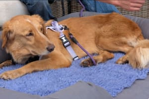 La perrita logró sobrevivir a la adversidad (Foto: The Guardian)