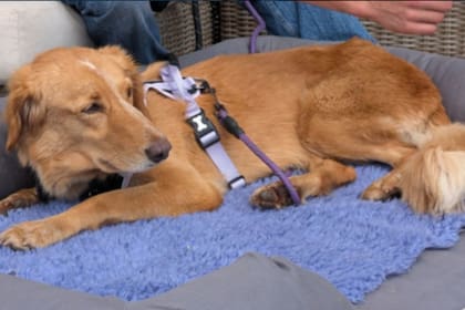 La perrita logró sobrevivir a la adversidad (Foto: The Guardian)