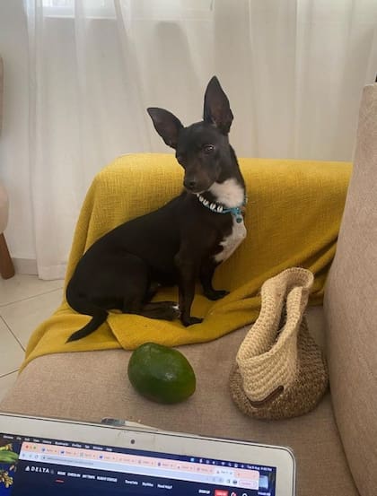 La perrita Maia, de Paula Rodríguez, fue extraviada por el personal de Delta en Atlanta