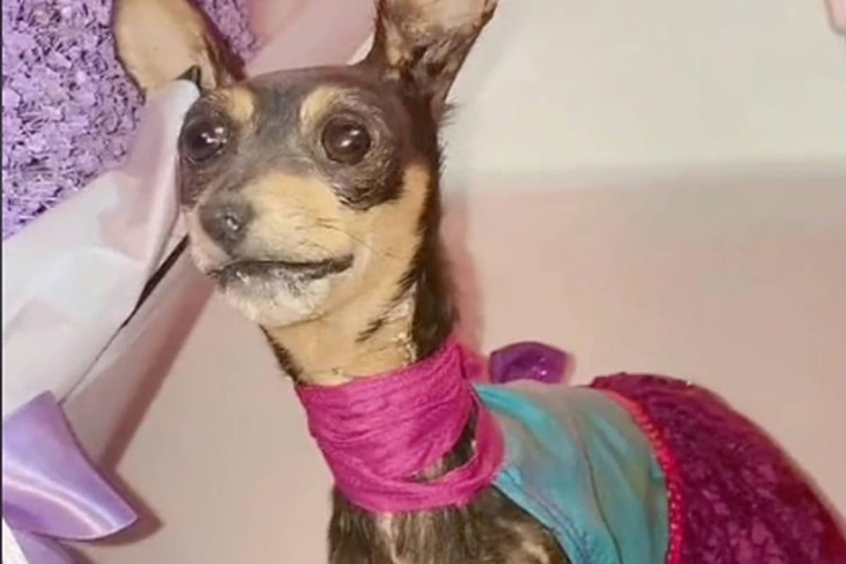 La perrita murió a los siete años después de caerse desde un segundo piso