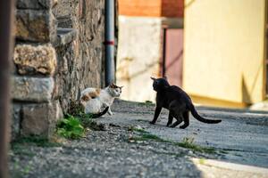 La personalidad del gato puede indicar por qué se esconde