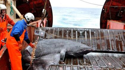 La pesca de red es la gran enemiga de estos tiburones que tardan siglos en reproducirse.