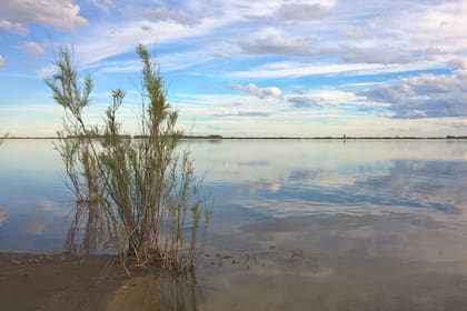 La Petrona, una laguna del sur bonaerense