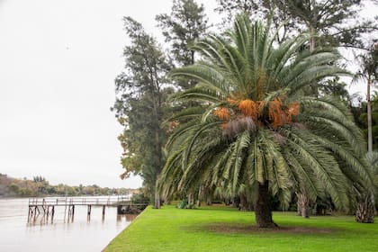 La Phoenix canariensis puede usarse como ejemplar aislado, es resistente al frío y muy adaptable, por lo que es una de las más usadas.