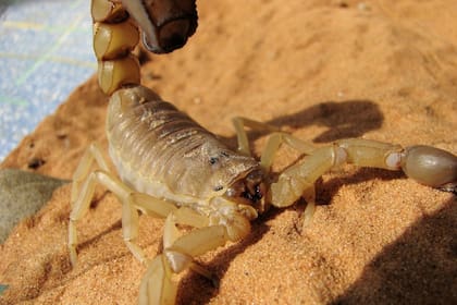 La picadura de un escorpión no es mortal, pero no debe tomarse a la ligera