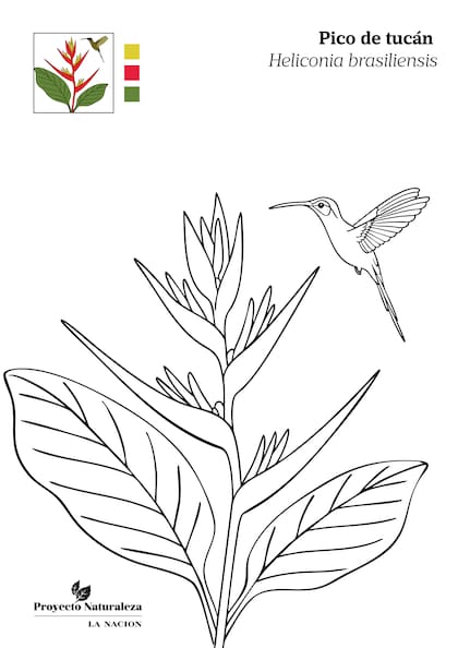 La pico de tucán acompañada de un colibrí