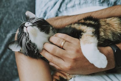 La piel de los gatos es sensible, especialmente en la base de la cola y la panza