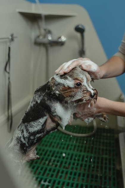 La piel de los perros es un órgano vital que no solo protege su cuerpo, sino que también participa en la regulación de temperatura y actúa como barrera frente a infecciones