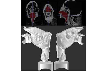 La pieza 3D que reproduce el tracto vocal; para saber qué voz tenía realmente Nesiamón faltaría reconstruir la lengua y otros tejidos blandos