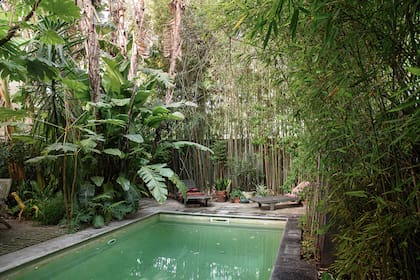La pileta está rodeada de una vegetación frondosa y tropical. Se distinguen cañas que hacen de marco y plantas con distintos tipos de follajes, como Tetrapanax papyrifer, Musa x paradisiaca (bananero), strelitzias y helechos que cubren la base