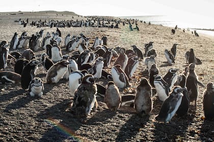 La pingüinera de Estancia San Lorenzo se visita entre septiembre y fines de marzo.