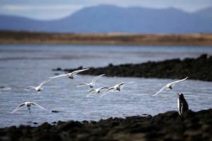 La pingüinera de Goose Greene, en las Islas Malvinas