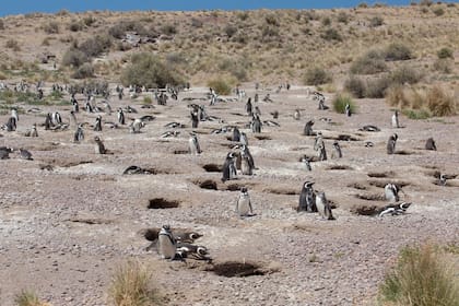 La pingüinera de Punta Tombo
