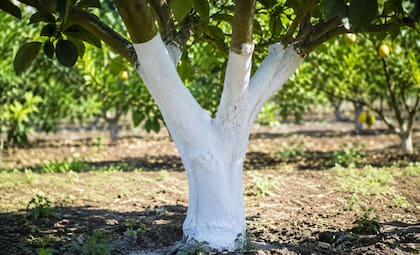 La pintura blanca ayuda a reflejar los rayos solares y protege la corteza del árbol (Imagen ilustrativa con IA)