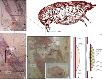 La pintura fue datada a partir de un pequeño depósito mineral ubicado en la pata del cerdo