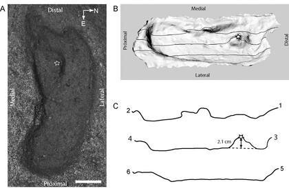 La pisada habría pertenecido a un hombre de unos 70 kilos de peso