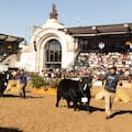 La Rural abre sus puertas con genética y una agenda de negocios para el campo