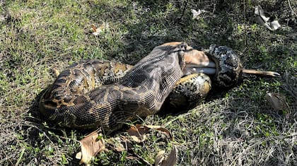 La pitón birmana en Florida se adaptó a consumir grandes presas, como ciervos de hasta 35 kilos, un 66,9% de su propio peso corporal