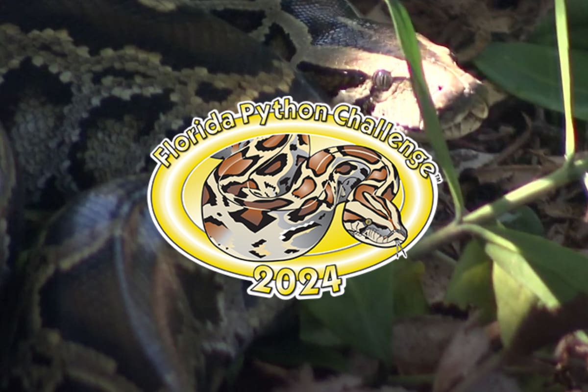 La pitón Birmana es una especie invasora que pone en riesgo los ecosistemas de Florida; durante el "Desafío Pitón" el objetivo es cazar la mayor cantidad posible