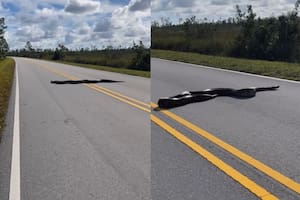La pitón cruzó por completo una de las rutas del Parque Nacional Everglades, al sur de Florida