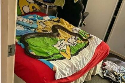 La pitón de dos metros fue atraída por la manta eléctrica de la cama. Fuente: Sunshine Coast Snake Catchers 24/7