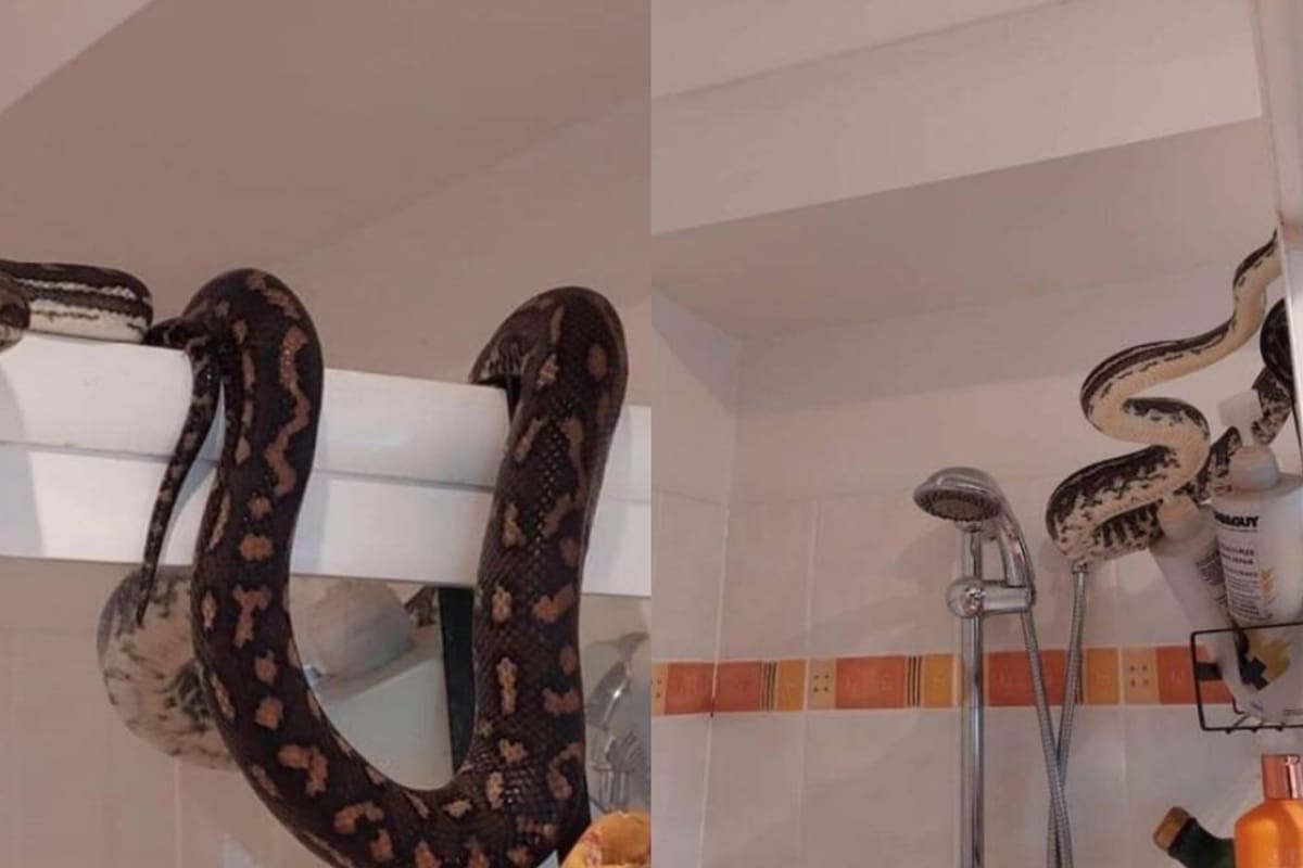 La pitón estaba en el techo de la ducha (Foto: Facebook: Hudson Snake Catching)